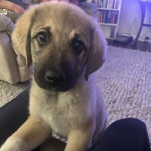 Meet your Posher, Aurie